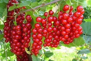 Красная Смородина