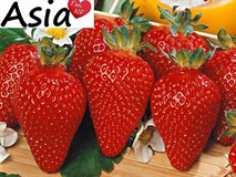 Земляника садовая (клубника)