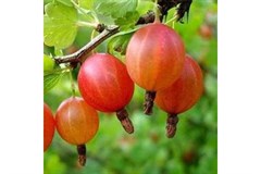 Крыжовник Крыжовник