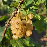 Белая Смородина Белая Смородина
