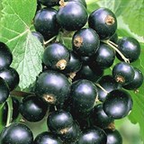 Чёрная Смородина Чёрная Смородина