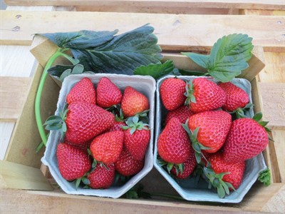 Земляника садовая Cory 1733