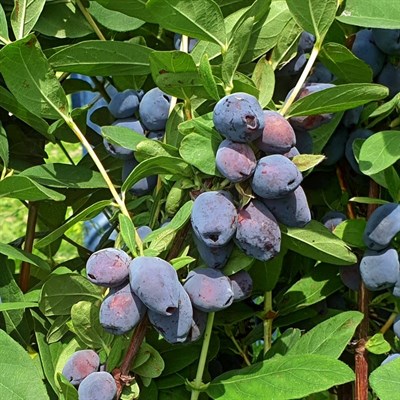 Жимолость Blue Treasure 1905 - фото 5085