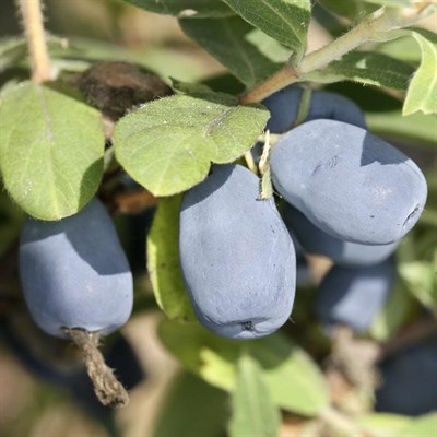 Жимолость Indigo Gem 1910 - фото 5090