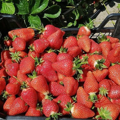 Земляника садовая Dulcinea 1998