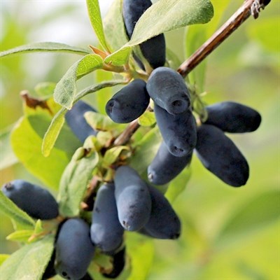 Жимолость Candy Blue 2015 - фото 5279