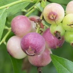 Голубика Pink Blueberry 2077 - фото 5372