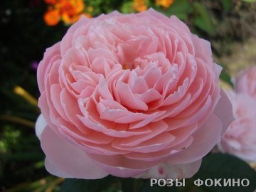 Алнвик The Alnwick Rose 2218