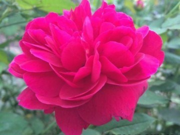 Дарси Бассел Darcey Bussell 2226