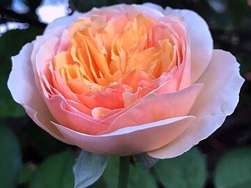 Джульетта Juliet 2234