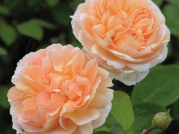 Леди Гардинер Lady Gardener 2242