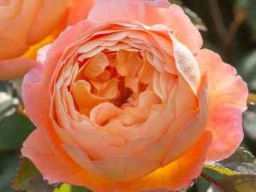Леди Эмма Гамильтон Lady Emma Hamilton 2243