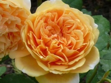 Принцесса Маргарет Crown Princess Margareta 2251