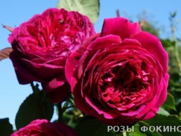 Фальстафф Falstaff 2259