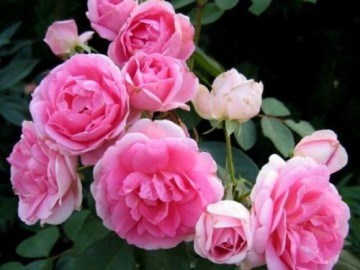 Прейри Джой Prairie Joy 2279