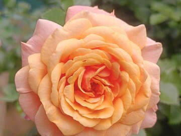 Пич Мелба Peach Melba 2318