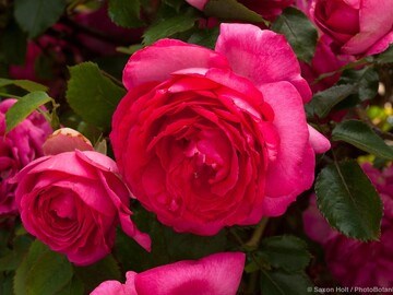 Пьер Де Ронсар цикламен насыщенно-розовый (Cyclamen Pierre de Ronsard) 2320