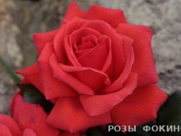 Салита Salita 2323