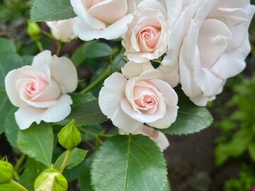 Аспирин Aspirin Rose 2388