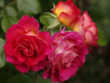 Брера 2401