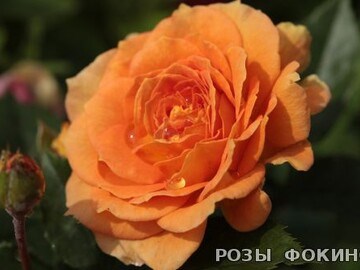 Голделса Goldelse 2414