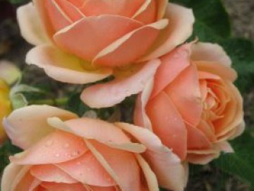 Йорс ин Континуед Френдшип Yours in Continued Friendship 2429