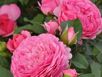 Катарина Фрайла 2432