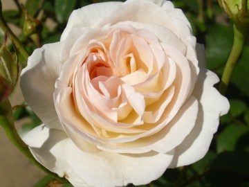 Лионс Роуз Lions Rose 2453
