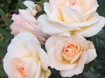 Мария Антуанетта Marie Antoinette 2459