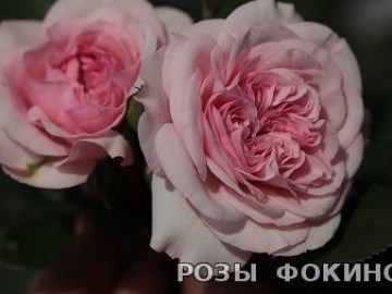 Мария Тереза 2460