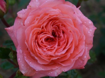 Пинк Абунданс Pink Abundance 2485