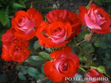 Плантен ун Блумен Planten un Blomen 2488