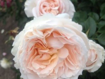 Прайд энд Преджудис Pride and Prejudice 2494