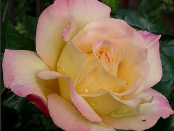 Роз Дер Хофнун Rose der Hoffnung 2499