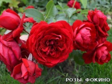 Роткэпхен Rotkappchen 2503