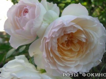 Стефани Баронин цу Гуттенберг 2510