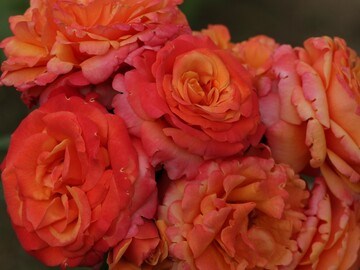 Френези Frenesie 2524