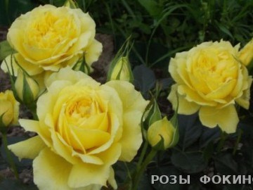 Чайна Гел China Girl 2532