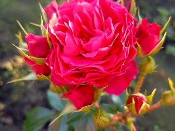 Черри Гел Cherry Girl 2533