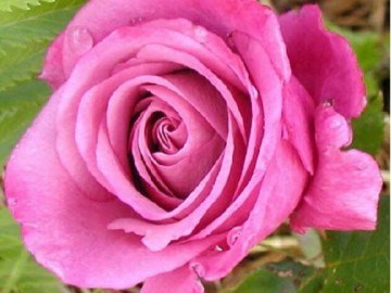 Шокин Блю Shocking Blue 2537