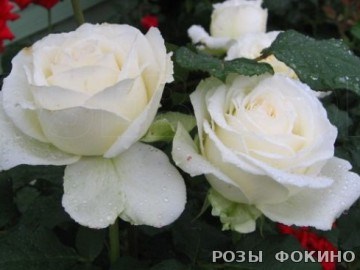 Аваланж Avalanche 2542