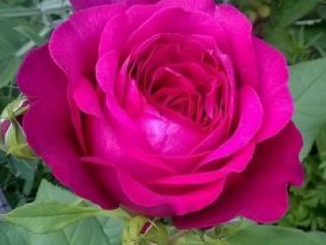 Гете Johann Wolfgang von Goethe Rose 2568