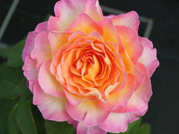 Горджес Gorgeous 2571