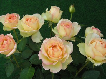 Джалита Jalitah 2576