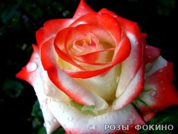 Императрица Фарах Imperatrice Farah 2577