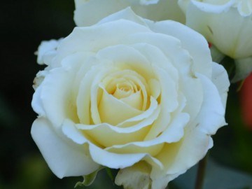 Ирина Irina 2578
