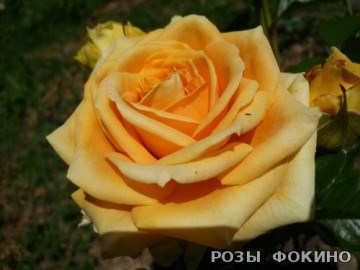 Капучино Cappucino 2581