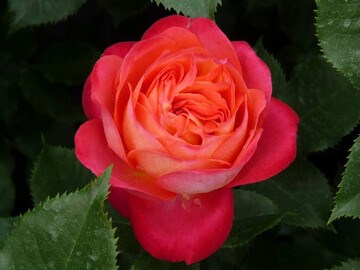 Квин Оф Хартс (Queen Of Hearts) 2584