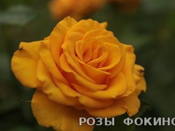 Керио Kerio 2586