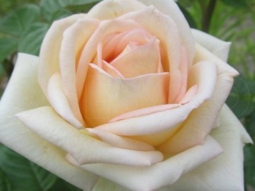 Мадам Анизетт Madame Anisette 2595